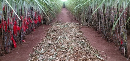 CTC participa do 12º Congresso Nacional de Bioenergia e destaca benefícios da tecnologia BT 