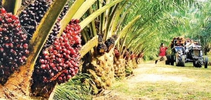 Indonésia deve usar B30 a partir de janeiro