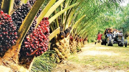 Indonésia deve usar B30 a partir de janeiro