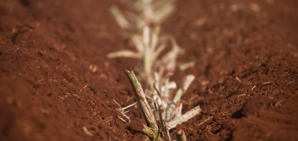 Plantio com excelência