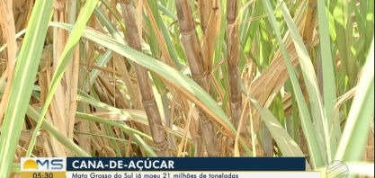 MS já moeu 21 milhões de toneladas de cana-de-açúcar, segundo Biosul