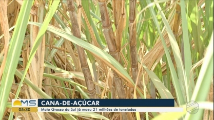 MS já moeu 21 milhões de toneladas de cana-de-açúcar, segundo Biosul