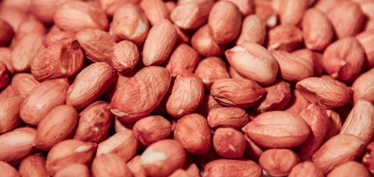 Feira sedia XVI Encontro Sobre a Cultura do Amendoim