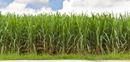 SP deve produzir 1,8% menos produtos agropecuários na safra 2018/19