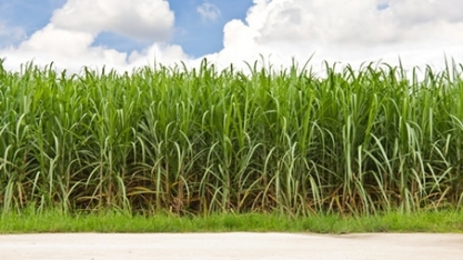 SP deve produzir 1,8% menos produtos agropecuários na safra 2018/19