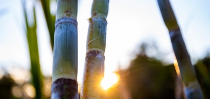 Safra: apesar de aumento na produtividade agrícola, ATR registra queda