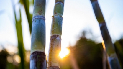 Safra: apesar de aumento na produtividade agrícola, ATR registra queda