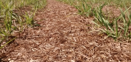 Uso da palha da cana para produzir etanol gera risco ao meio ambiente, diz pesquisa