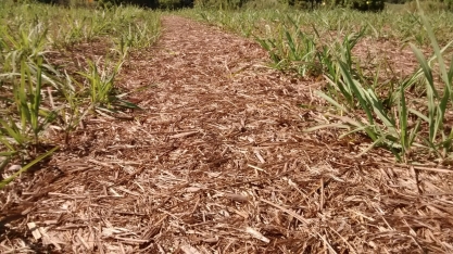 Uso da palha da cana para produzir etanol gera risco ao meio ambiente, diz pesquisa
