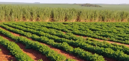 Rotação e reforma de canaviais
