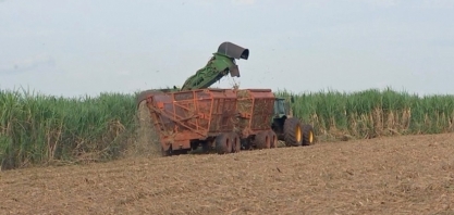Safra de cana mineira já processou mais de 50% do previsto