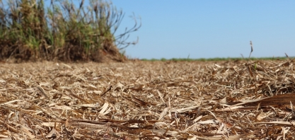 A remoção da palha de cana-de-açúcar poderá dobrar a demanda de fertilizantes no Brasil em 2050