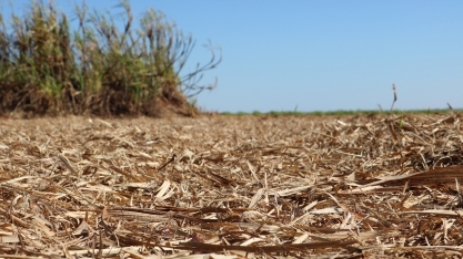 A remoção da palha de cana-de-açúcar poderá dobrar a demanda de fertilizantes no Brasil em 2050