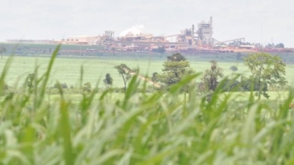 Salto na produção de etanol em MS deve chegar a 8,6 milhões de litros