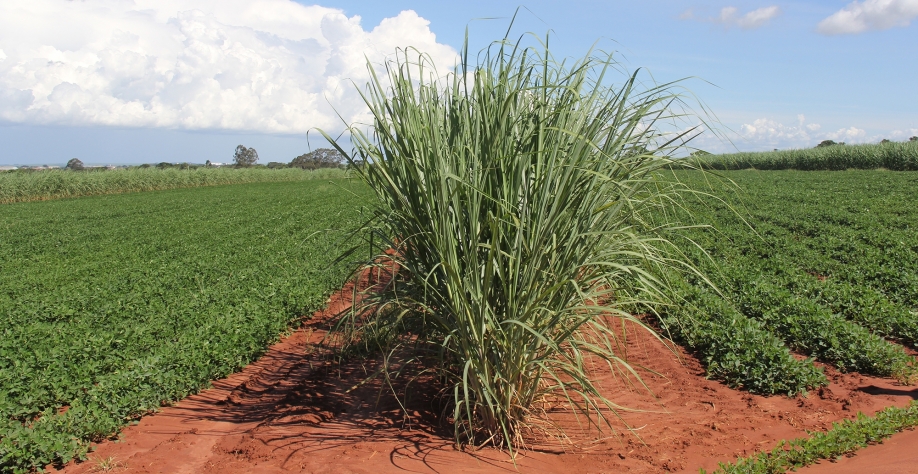 Além de ganhos agronômicos e econômicos a Meiosi protege o solo contra erosão no período de renovação do canavial. Crédito: CanaOnline
