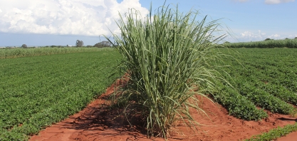 Agricultura de precisão ressuscita o plantio pelo sistema de Meiosi