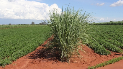Agricultura de precisão ressuscita o plantio pelo sistema de Meiosi