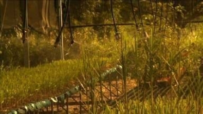 Pesquisa de melhoramento genético da cana-de-açucar ajuda no avanço da produtividade