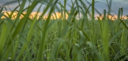Bionergia pode ajudar a mitigar as mudanças climáticas, reconhece IPCC