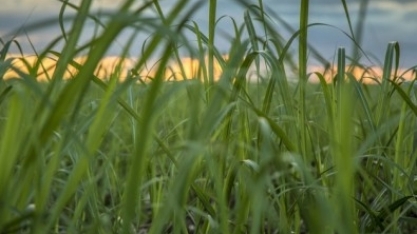 Bionergia pode ajudar a mitigar as mudanças climáticas, reconhece IPCC