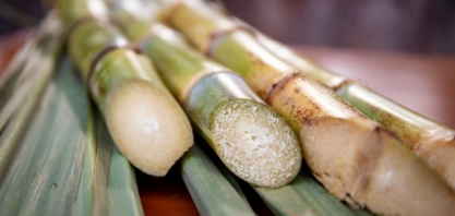 Conab mostra estatísticas de safra a lideranças do agronegócio paulista