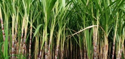 ANP faz nova edição do RenovaBio Itinerante em SP