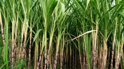 ANP faz nova edição do RenovaBio Itinerante em SP