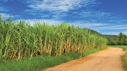 Bunge: usina comemora indicadores de segurança no trabalho