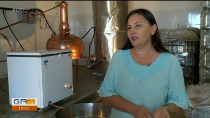 Vale do São Francisco abriga uma das usinas mais produtivas do país de cana-de-açúcar