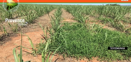 A importância de controlar as plantas daninhas do canavial na época de soca seca