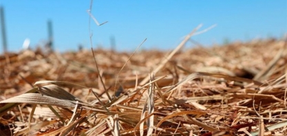 Remoção da palha da cana-de-açúcar pode aumentar necessidade de fertilizante
