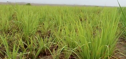 Junho foi o mês mais chuvoso do primeiro semestre de 2019