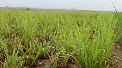 Junho foi o mês mais chuvoso do primeiro semestre de 2019