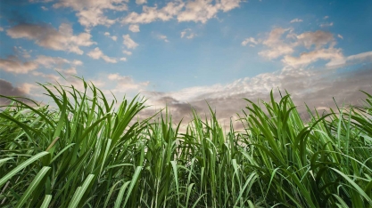 Biosev reduz hedge de açúcar para produzir mais etanol 