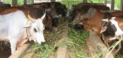 Vacas famintas podem aliviar superávit de açúcar da Índia