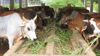 Vacas famintas podem aliviar superávit de açúcar da Índia