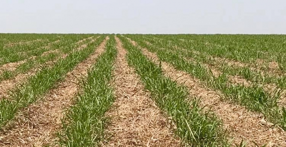 Canavial com a variedade SP80-1842, no espaçamento de 1,50 m, no 12º corte apresenta 104 TCH.  Crédito foto: TCH Gestão Agrícola