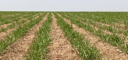 Produtor de Mato Grosso do sul registra canavial no 12º corte com produtividade de 104 toneladas de cana por hectare