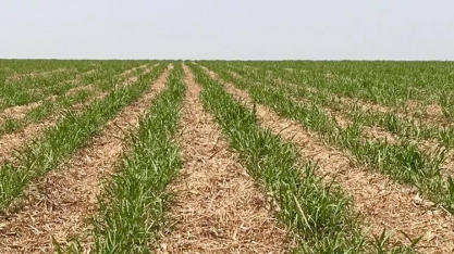 Produtor de Mato Grosso do sul registra canavial no 12º corte com produtividade de 104 toneladas de cana por hectare