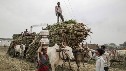 Índia deverá aprovar novo apoio ao açúcar