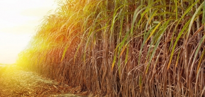 Produção de cana de açucar 2019/20 terá acréscimo de 0,3% 