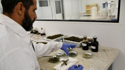 ISI Biomassa inicia identificação de plantas aquáticas para produção de biocombustível