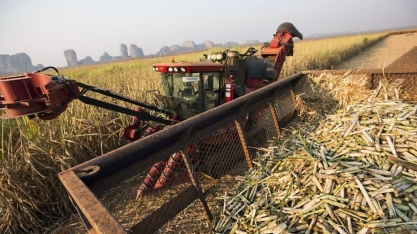 Companhia de Bioenergia de Angola produz 50 mil toneladas de açúcar em três meses