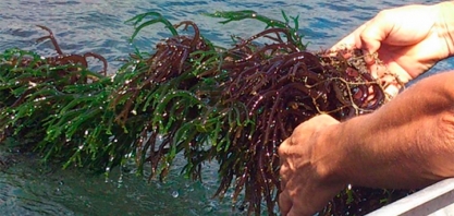 Cultivo de macroalga rende biofertilizante