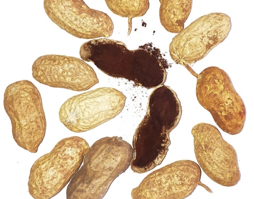 Vagens de amendoim contaminadas com a doença do carvão. Foto: Divulgação
