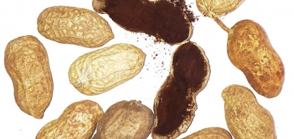 Curso da Embrapa vai ajudar na identificação do fungo que causa o carvão do amendoim