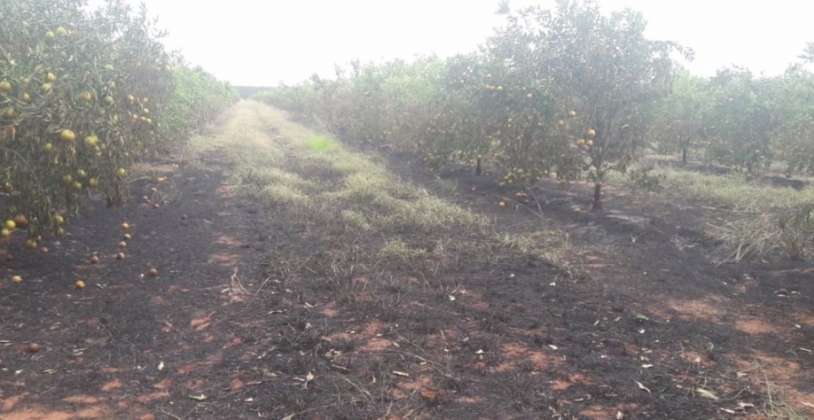 15 mil pés de laranja foram atingidos pelo fogo, no noroeste do Paraná — Foto: Reprodução/RPC