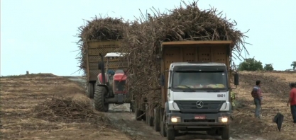 Expectativa é de crescimento de cerca de R$ 18 milhões de toneladas de cana-de-açúcar