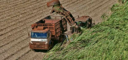 Moagem avança e produção de açúcar diminui na 2ª quinzena de julho