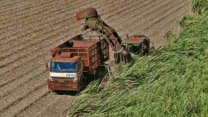 Moagem avança e produção de açúcar diminui na 2ª quinzena de julho